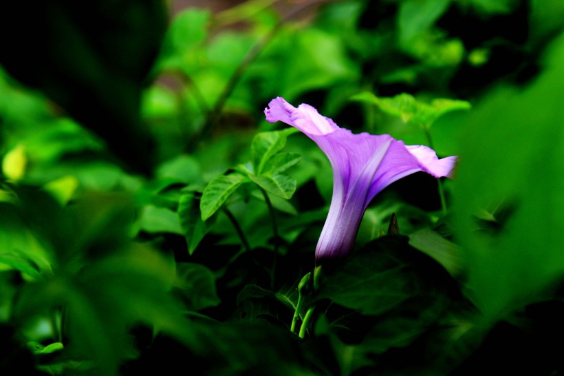 紫色牵牛花图片