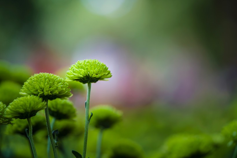 綠菊花圖片