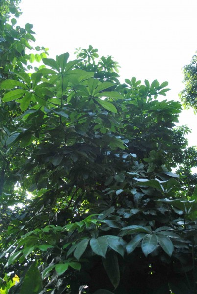 瓜栗植物图片