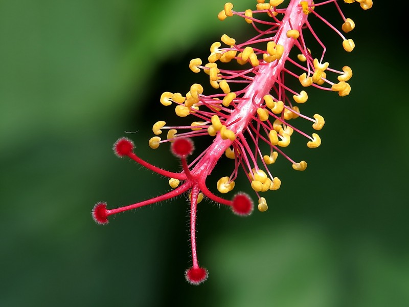 朱槿花蕊图片