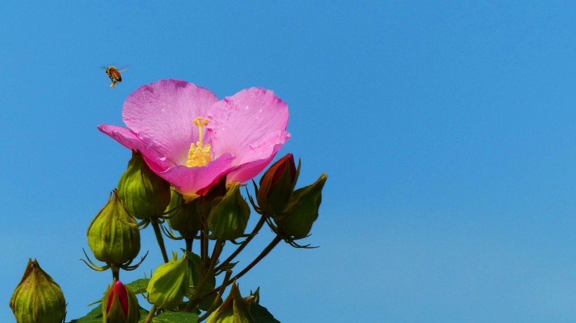 芙蓉花图片