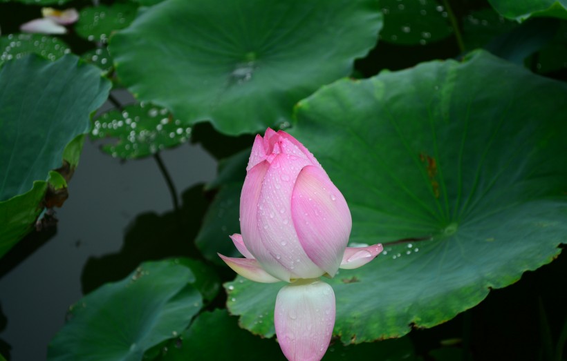 雨后荷花圖片