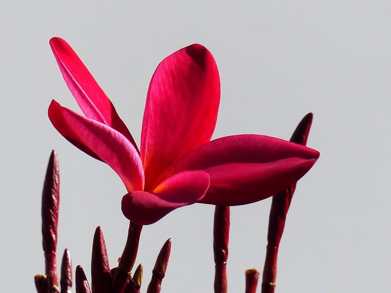 紅色雞蛋花圖片