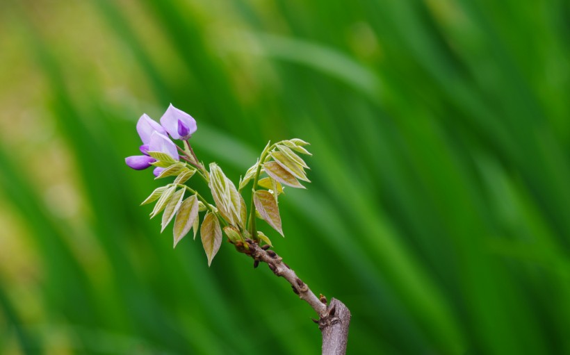 紫藤花卉圖片