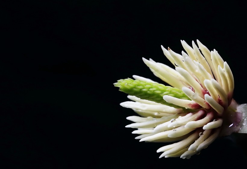 玉兰花花蕊图片