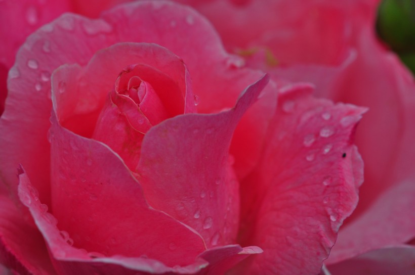 雨后的月季花图片