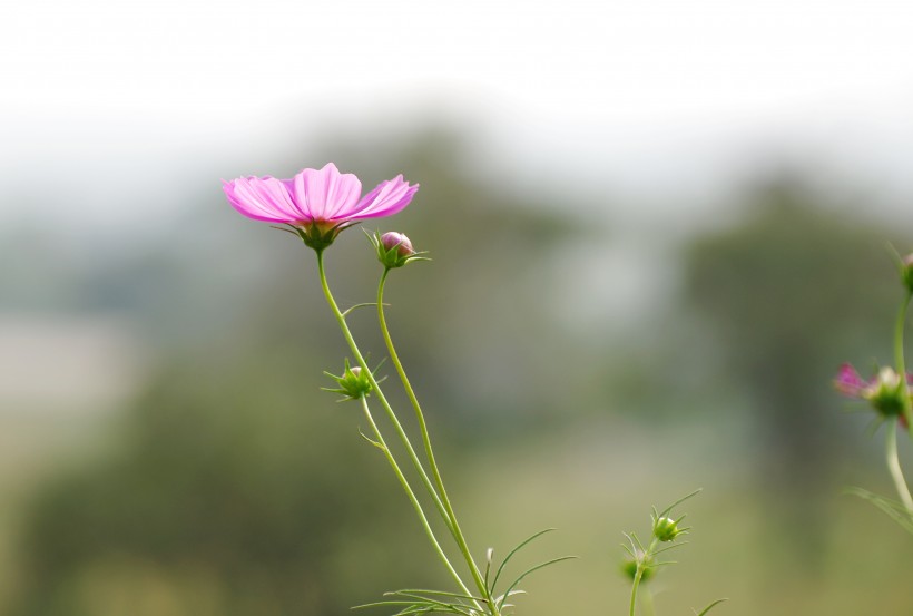 清纯淡雅格桑花图片