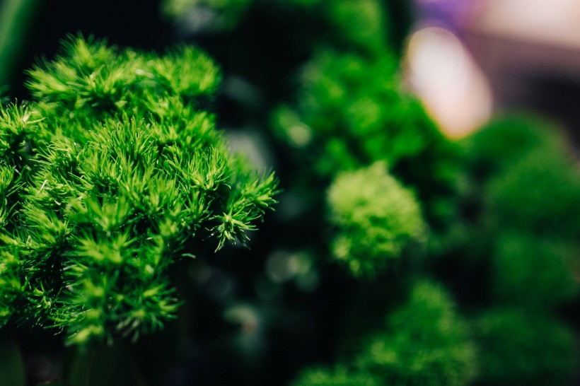 特寫鏡頭下的鮮花和植物的圖片