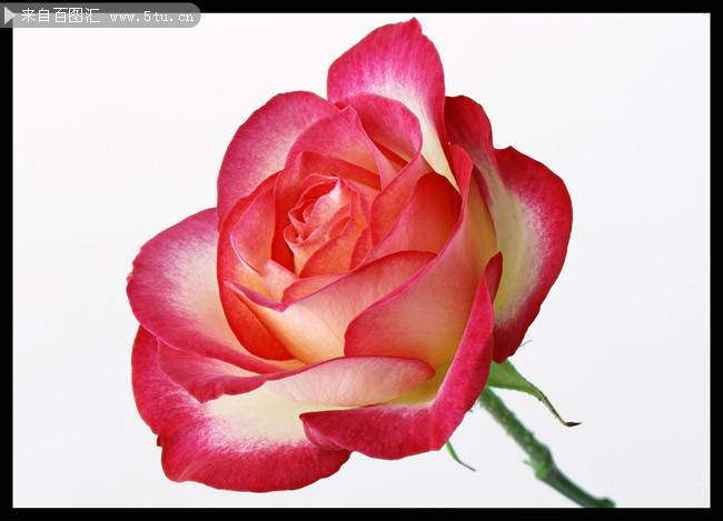 玫瑰花背景素材娇媚迷人