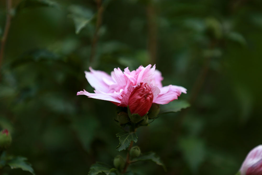 重瓣的木槿花