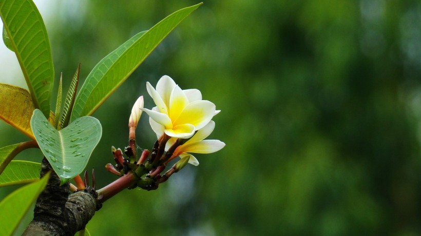 黃色雞蛋花圖片