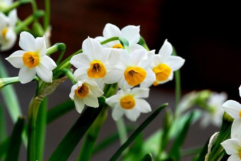 水仙花圖片