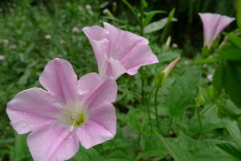 野牵牛花图片