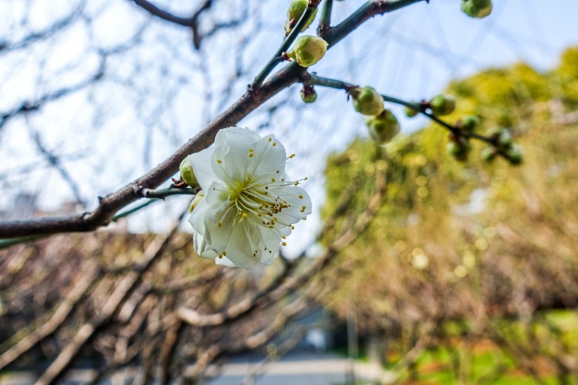 白色和粉色的梅花图片