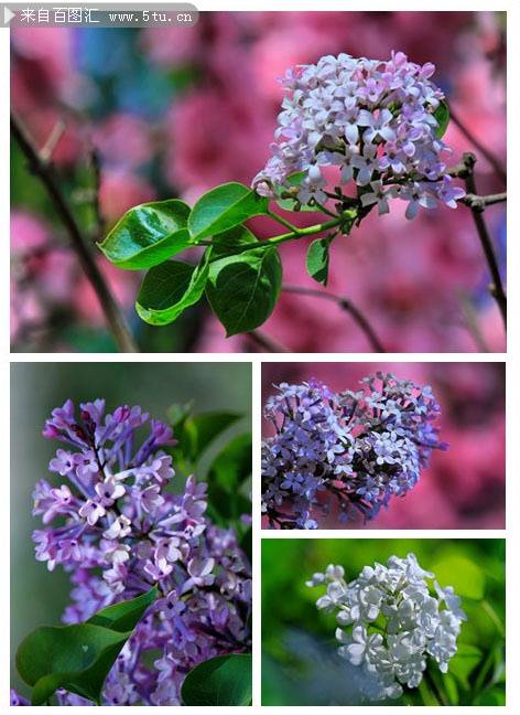 紫丁香花春天优雅花瓣特写图片素材