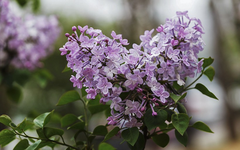 紫色的丁香花图片