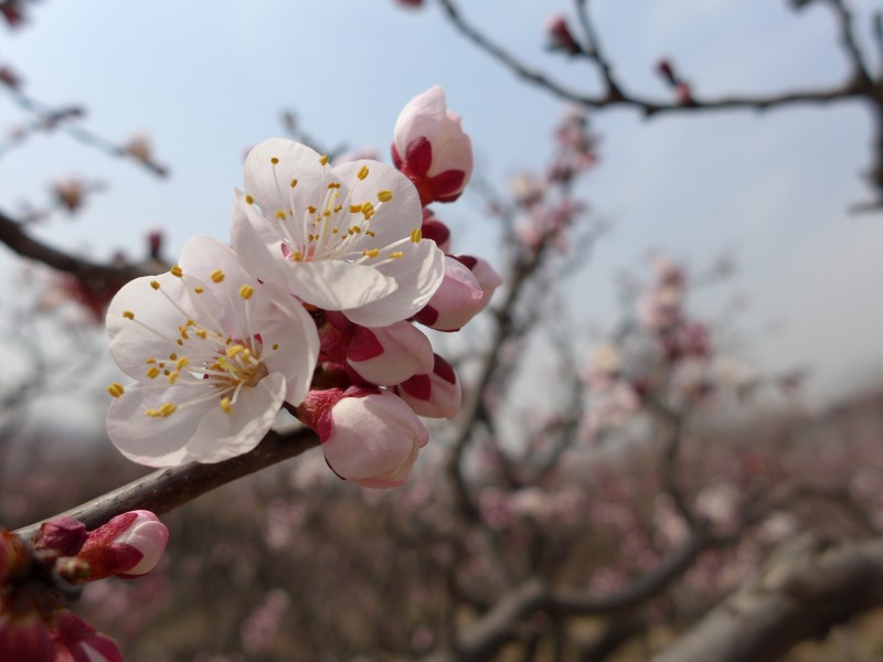 白色杏花图片