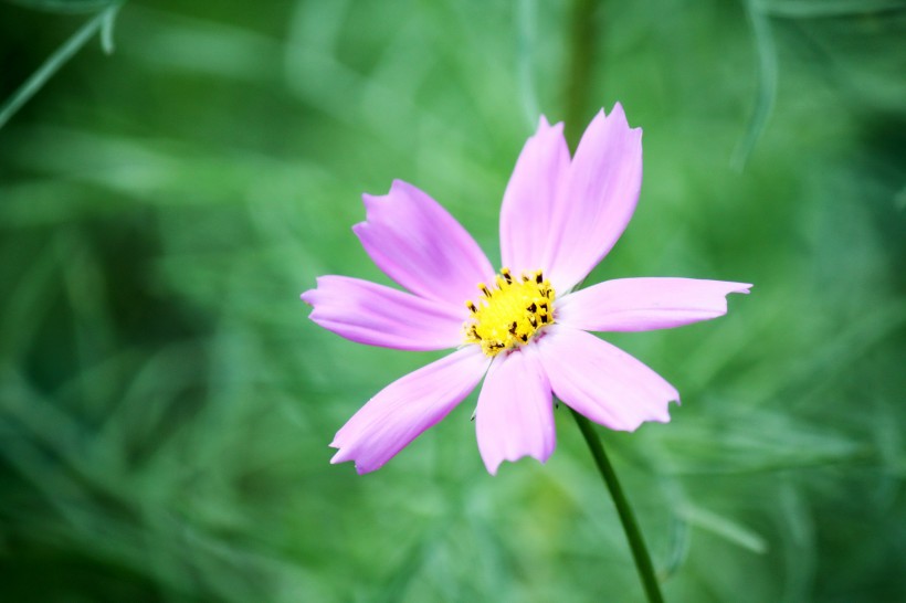 格桑花图片