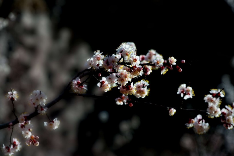 白色的杏花图片