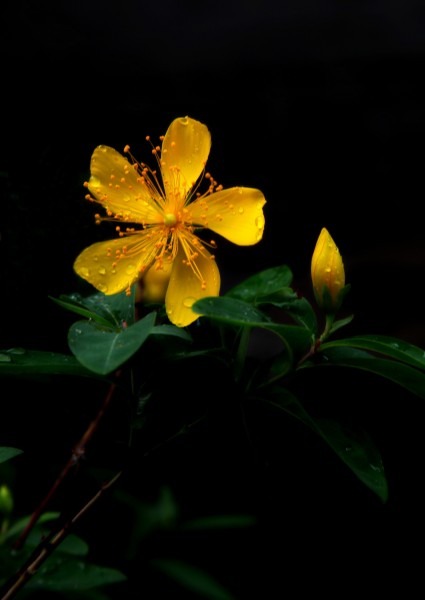 金絲桃花卉圖片