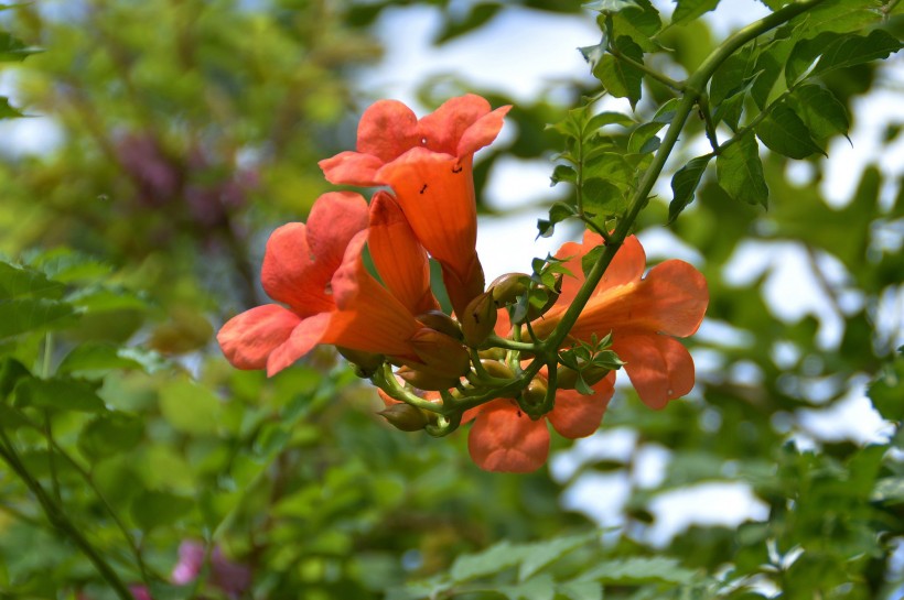 凌霄花圖片