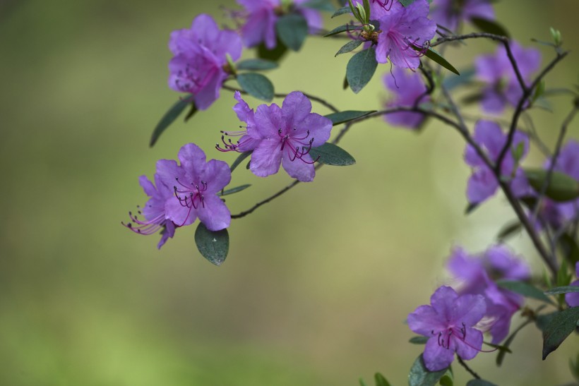 达子香花图片