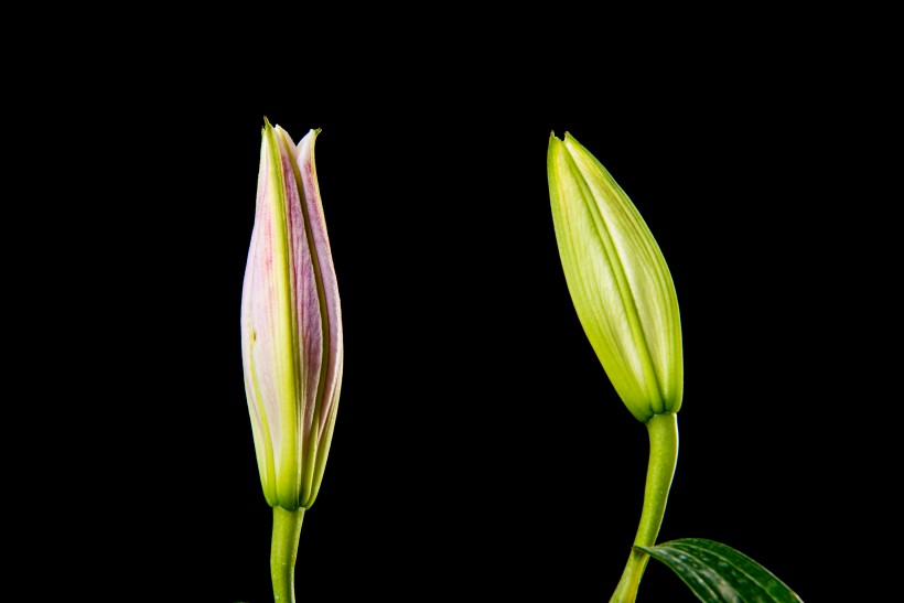 黑色背景的百合花图片