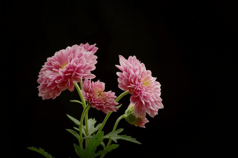 深秋菊花圖片