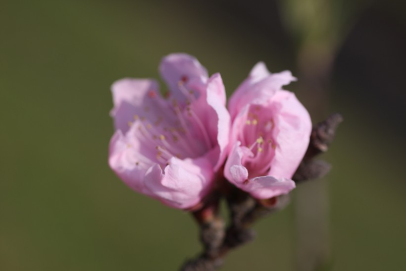 红粉桃花图片