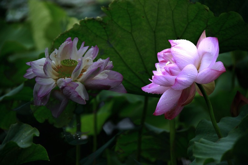 池塘荷花圖片