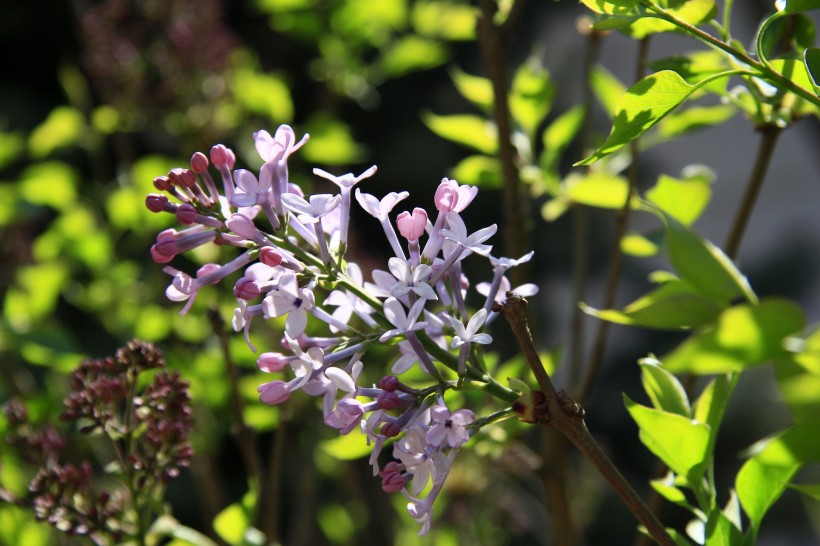 丁香花图片