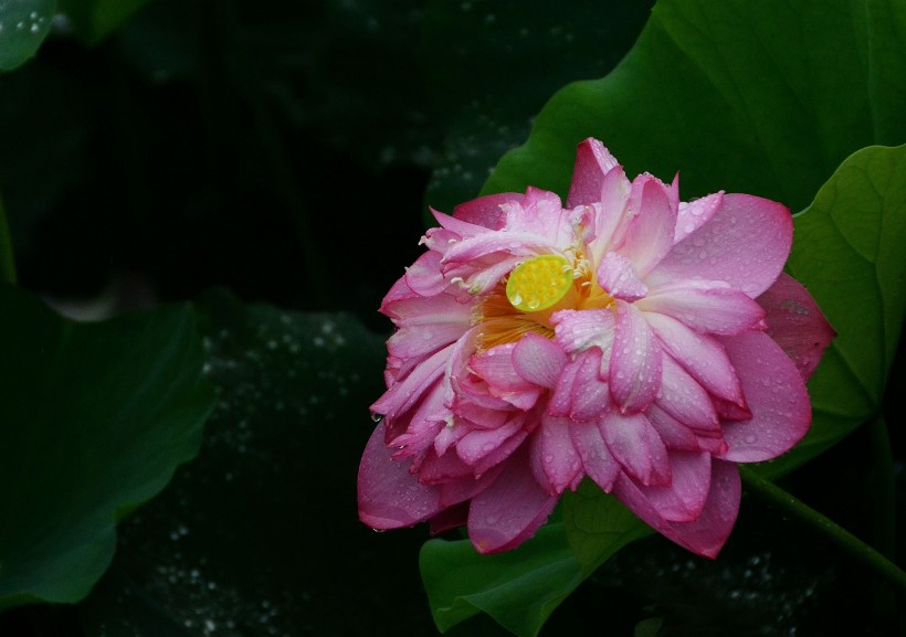 雨中荷花图片