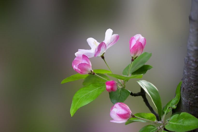 粉色海棠花圖片