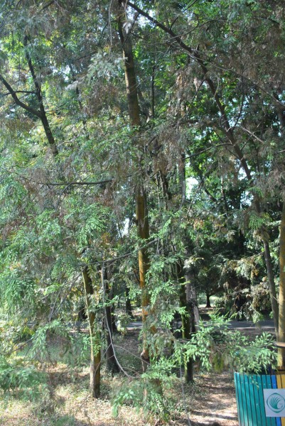 雞毛松植物圖片