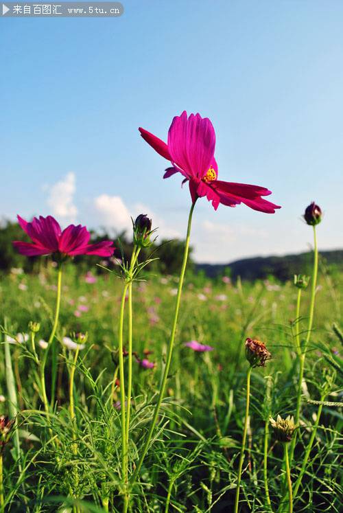 身姿挺拔堅強(qiáng)的格桑花圖片