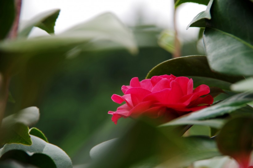 浓艳的山茶花图片