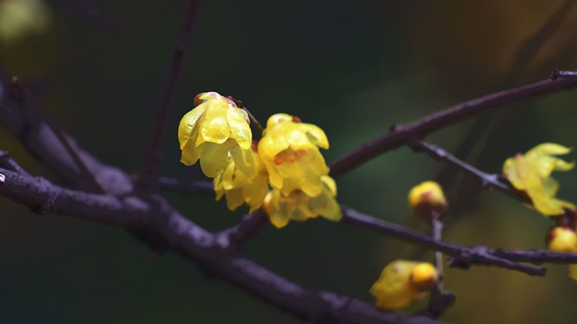 黃色臘梅花圖片