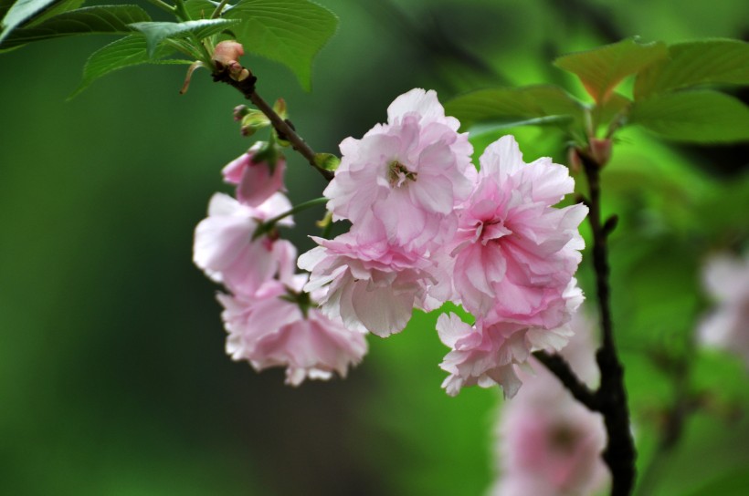 灿烂樱花图片