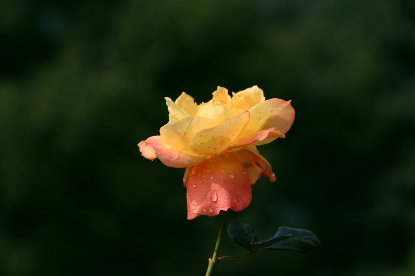 深秋的月季花图片