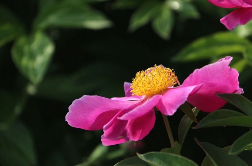 芍药花图片