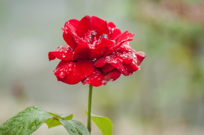 雨中月季花图片