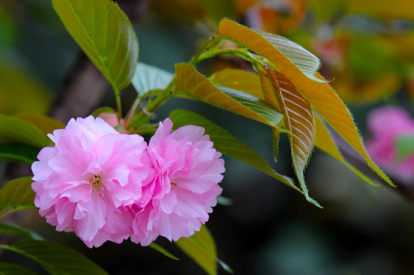 粉色樱花图片