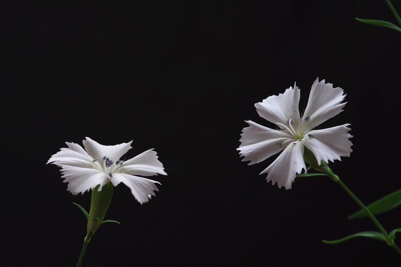 白色石竹花图片