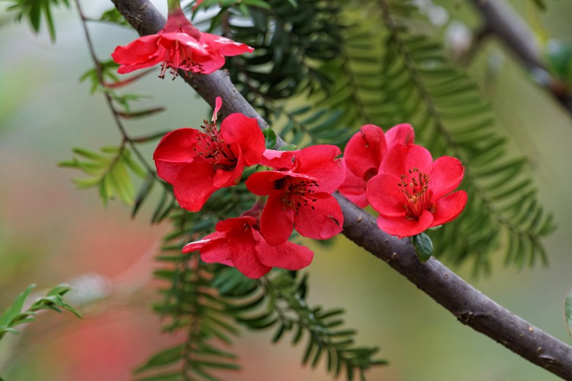 红色海棠花图片