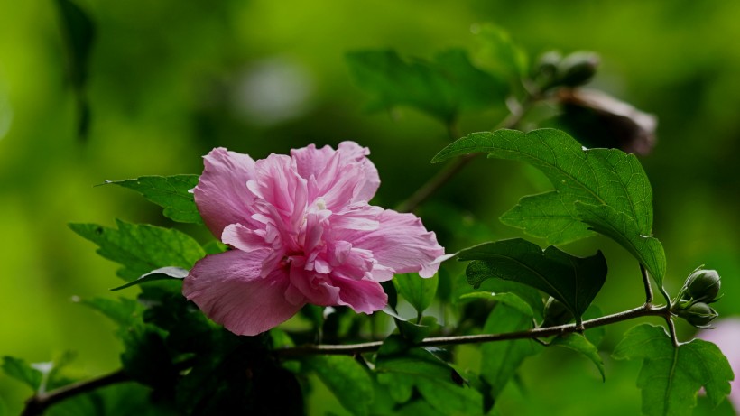 木槿花图片