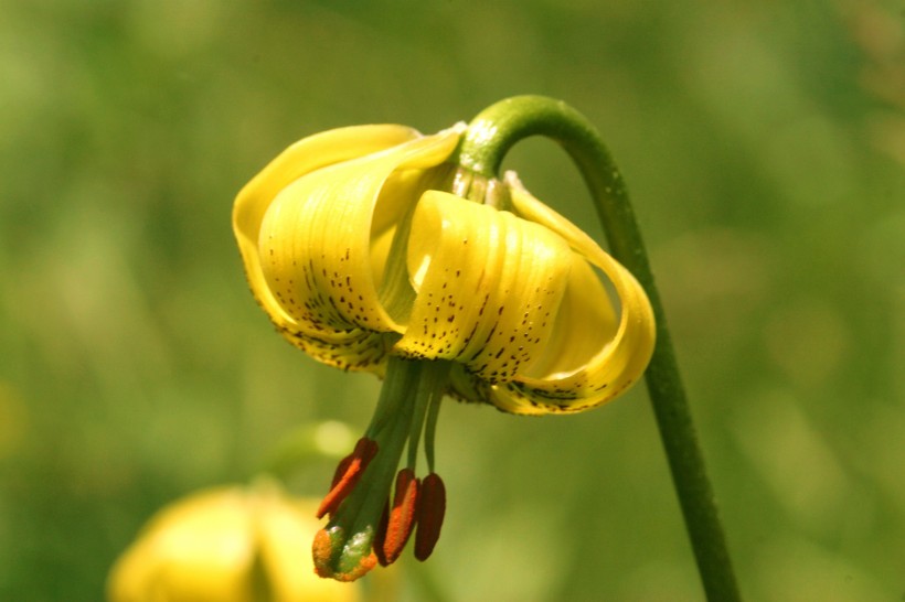 各種各樣的百合花圖片