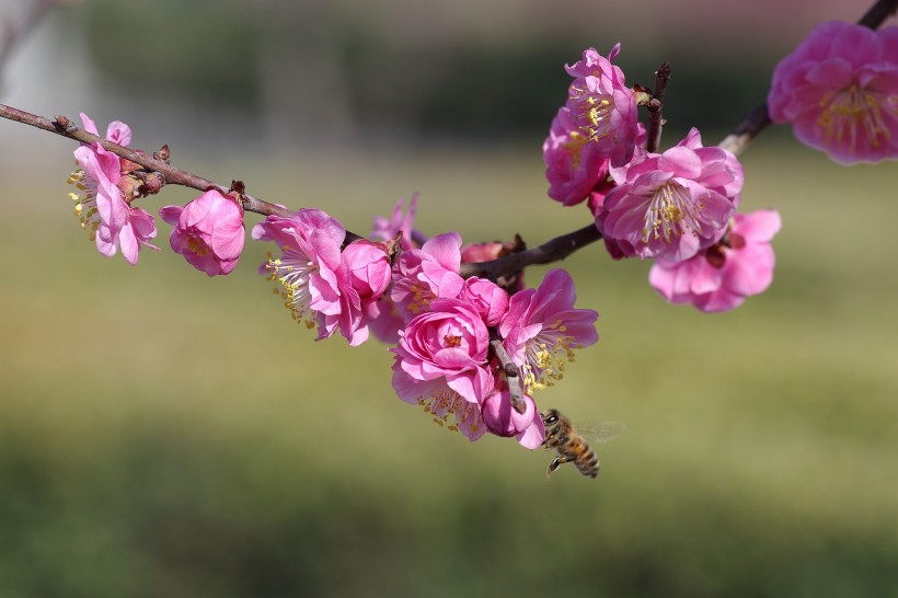 粉色梅花图片