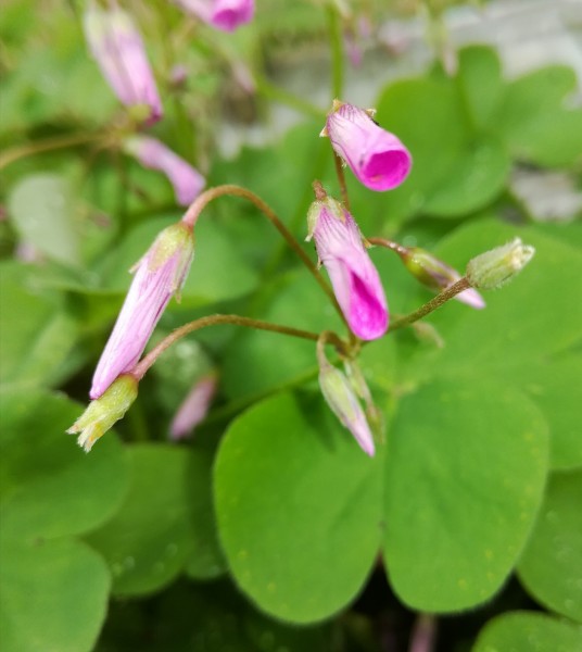 路邊的野花圖片