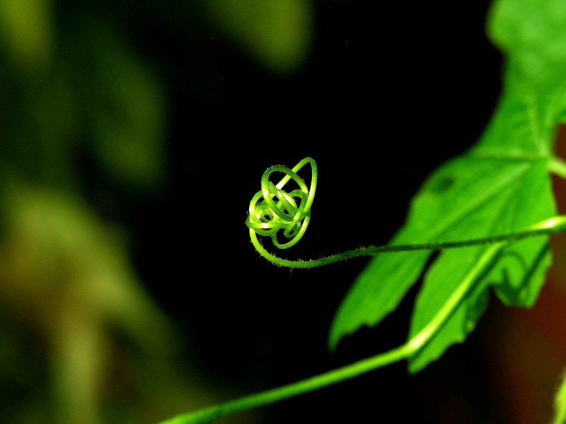 藤蔓植物圖片