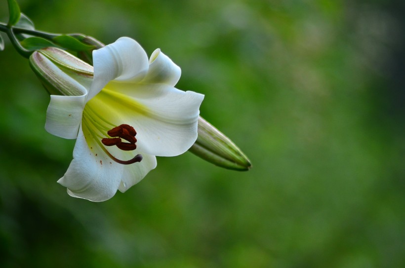 百合花图片